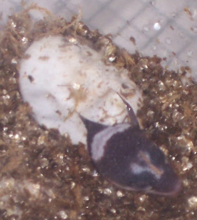 Hatching