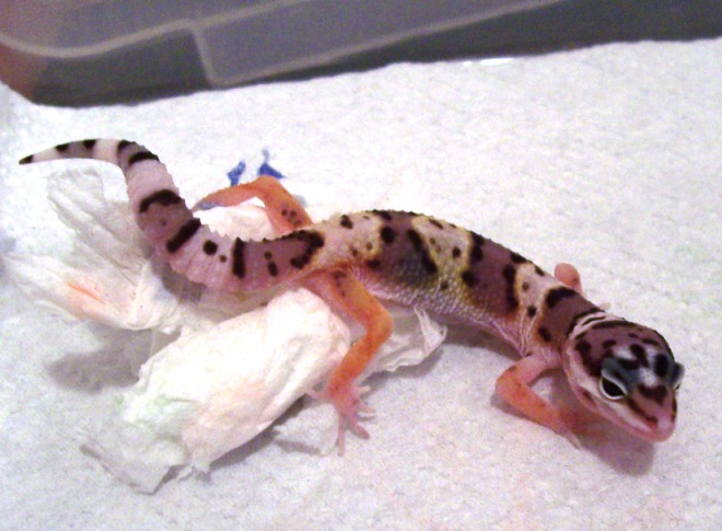 Lizard 1
