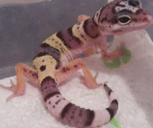 lizard 2