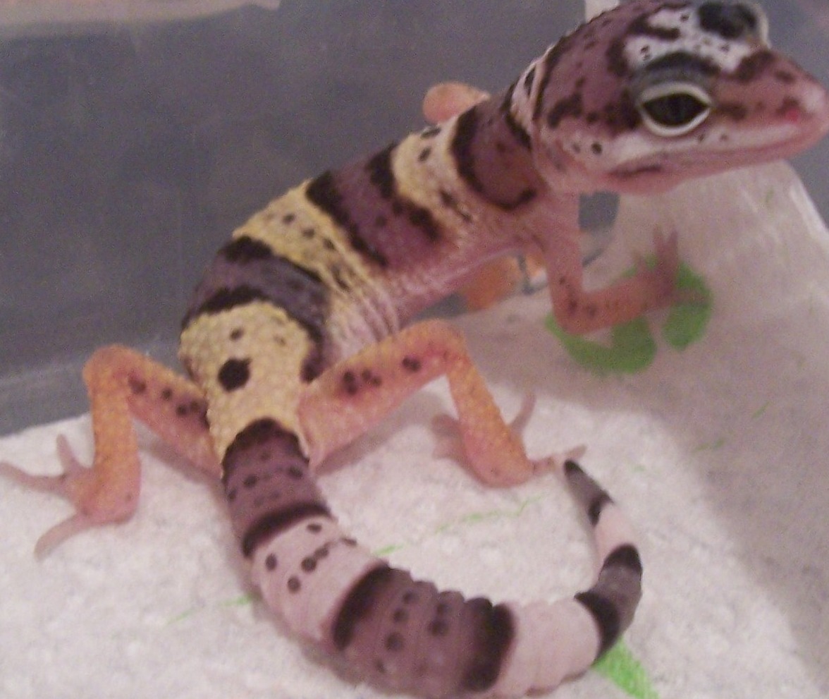 lizard 2