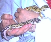 lizards 1