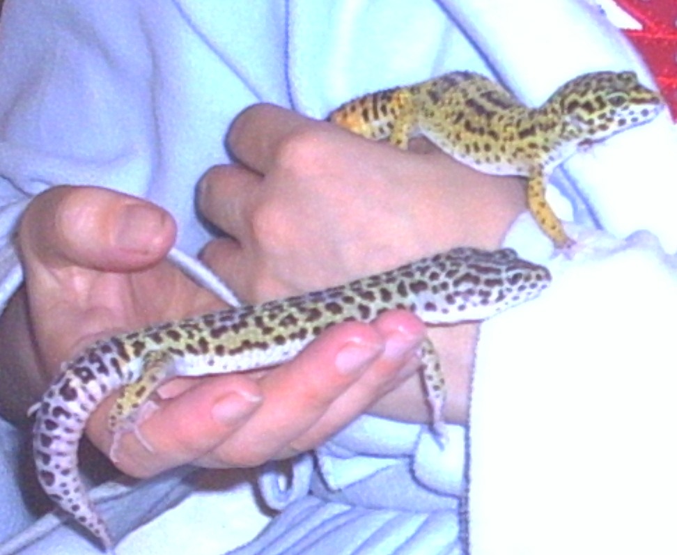 lizards 1