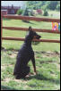 Maggie on Guard