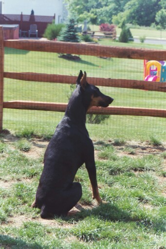 Maggie on Guard