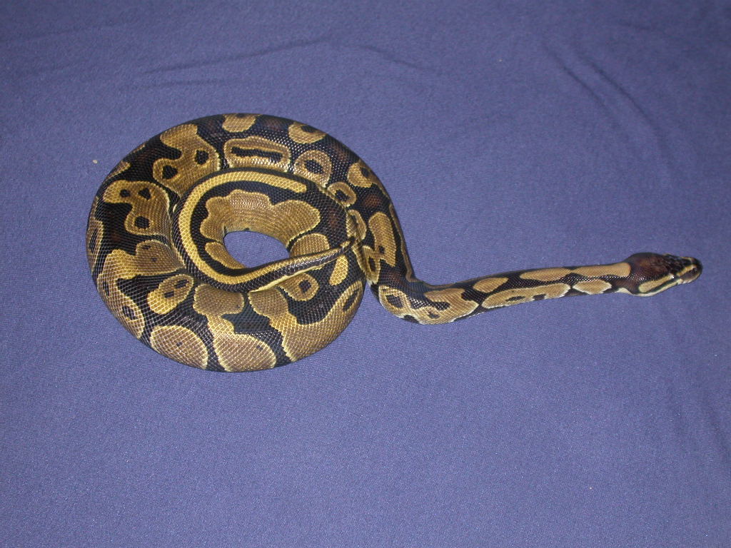 KaC