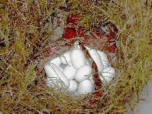 Eggs
