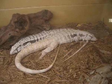 albino tegu