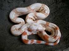 Albino Surinam