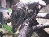 cham3