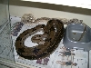 tiger boa