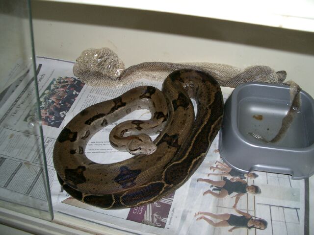 tiger boa
