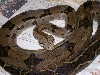 tiger boa
