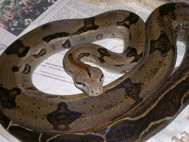 tiger boa