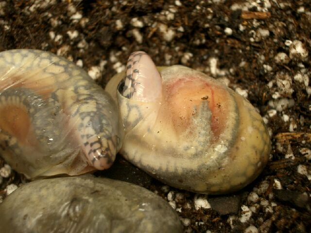 skinks