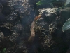 water snake