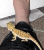 Feng after her first shed