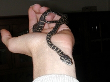 Cheynei X Bredli Hybrid