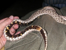 My big hog female Belly