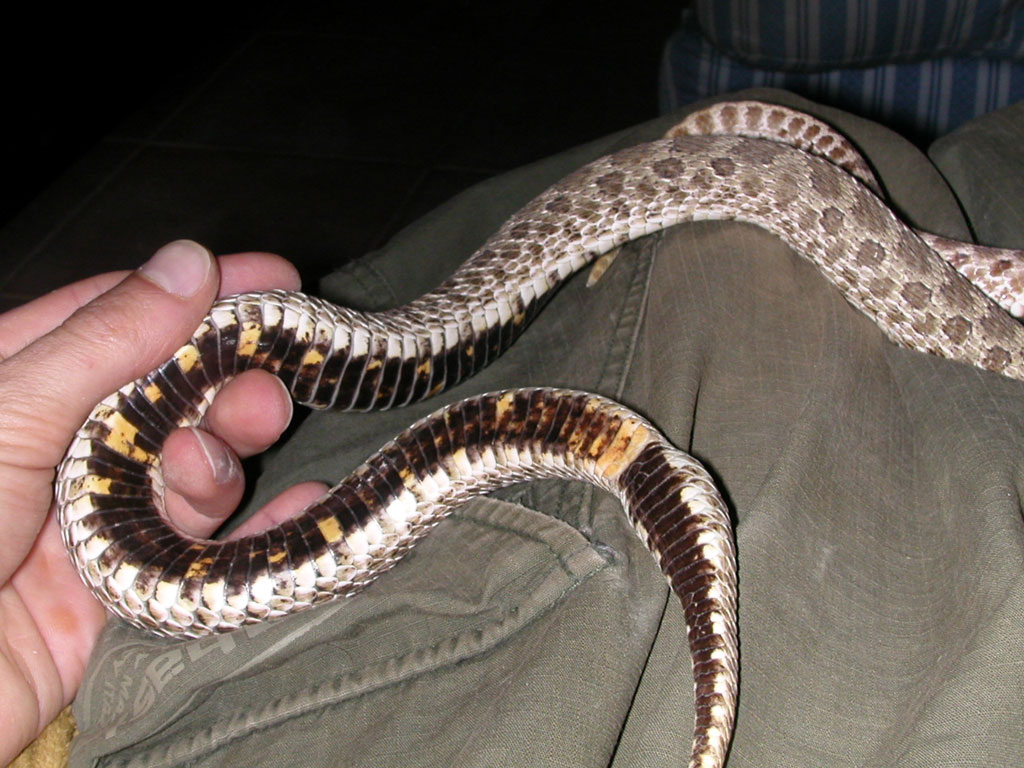 My big hog female Belly