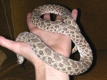 My big hog female