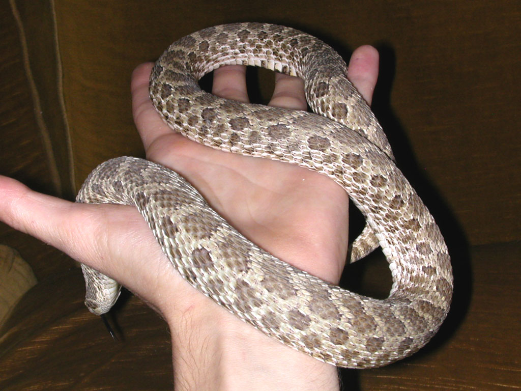 My big hog female