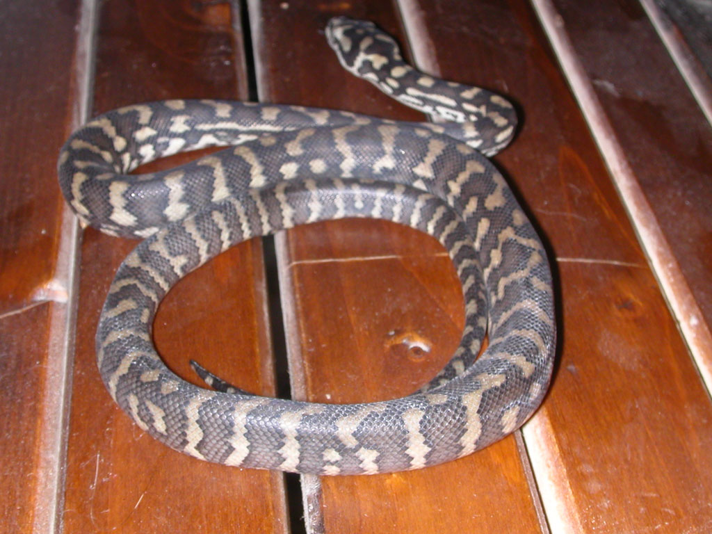 Cheynei X Bredli Hybrid