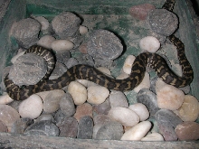 Bredli-cheynei cross