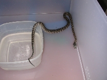 Bredli-cheynei cross
