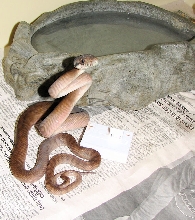 Barnek male