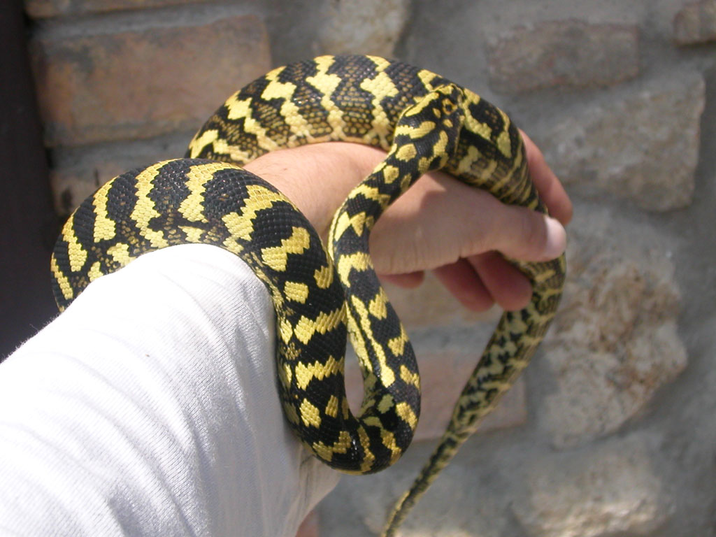 Cheynei