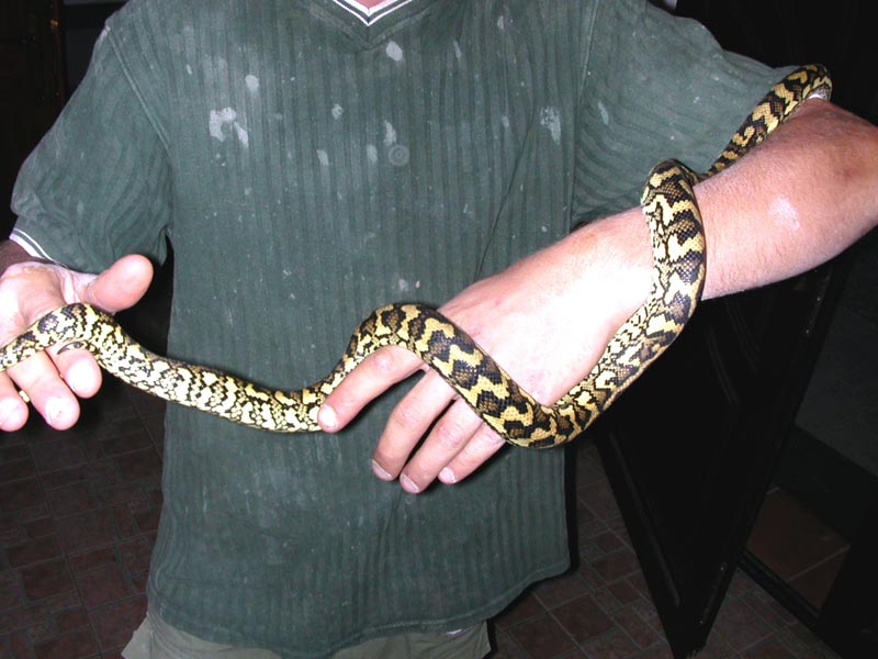 New Junglecarpet Female
