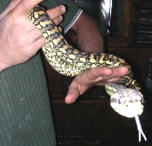 New Junglecarpet Female