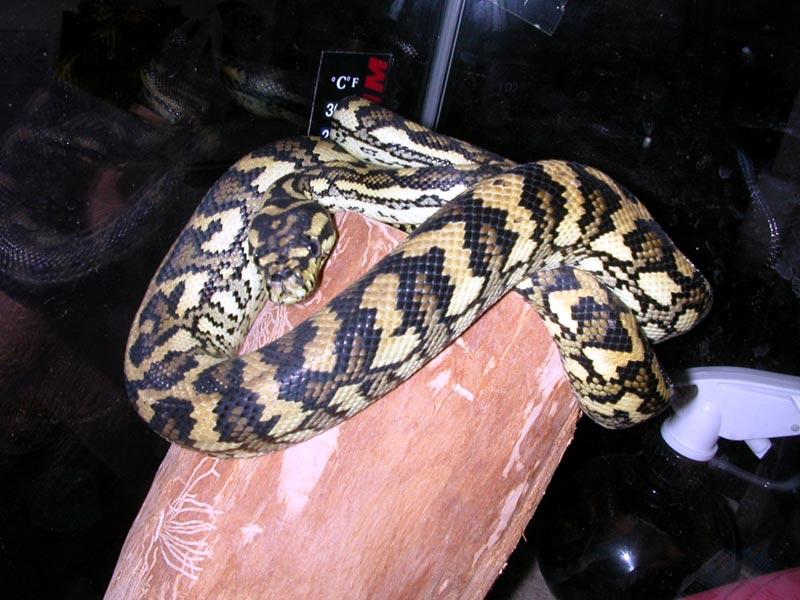 New Junglecarpet Female