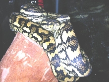 New Junglecarpet Female