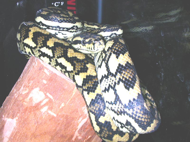 New Junglecarpet Female
