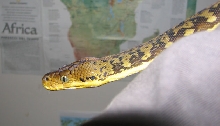 Timor python