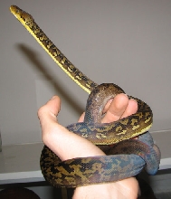 Timor python
