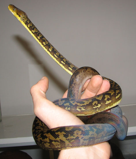 Timor python