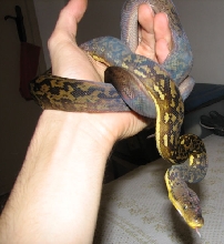 Timor python
