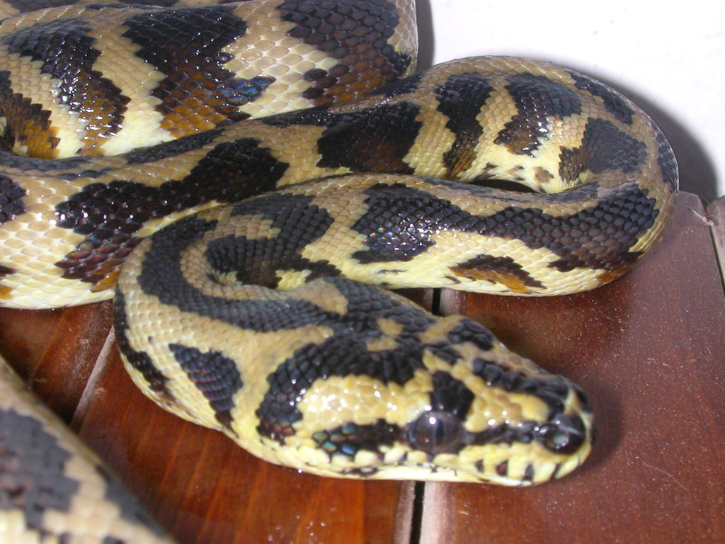 Variegata