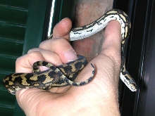 Variegata