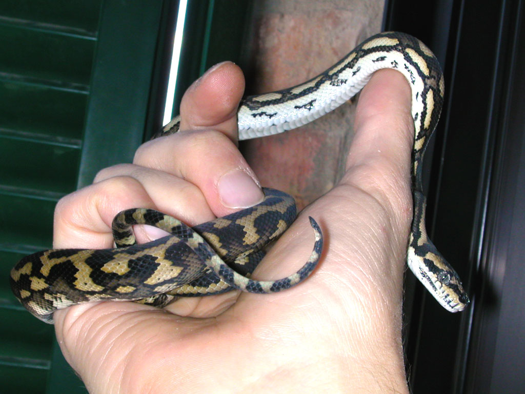 Variegata