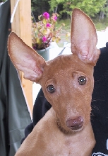 Yana the Cirneco