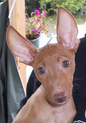 Yana the Cirneco