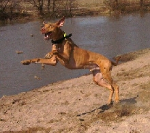 Hardy chasing dirt