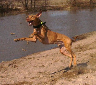 Hardy chasing dirt