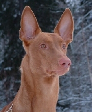 Pepi
