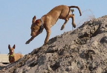 Speedy