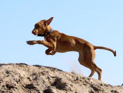 Speedy