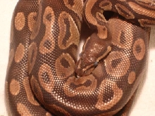 Ace New Ball Python
